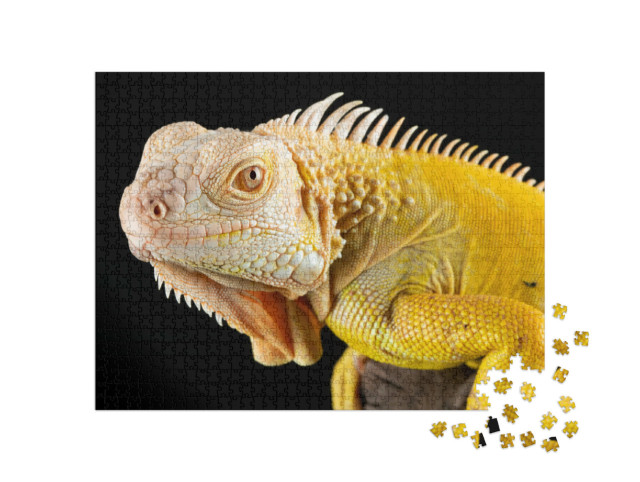 Puzzel 1000 stukjes „Close-up van een gele albino leguaan“
