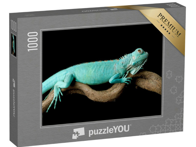 Puzzel 1000 stukjes „Blauwe leguaan, Cyclura lewisi“