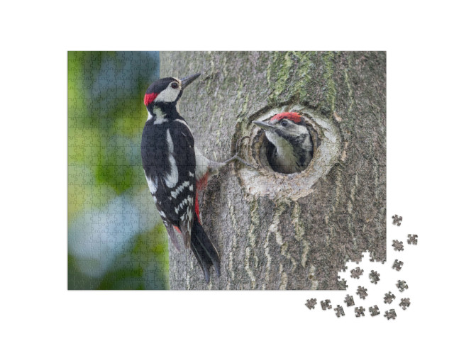 Puzzel 1000 stukjes „Grote bonte specht nest met vader en zoon“