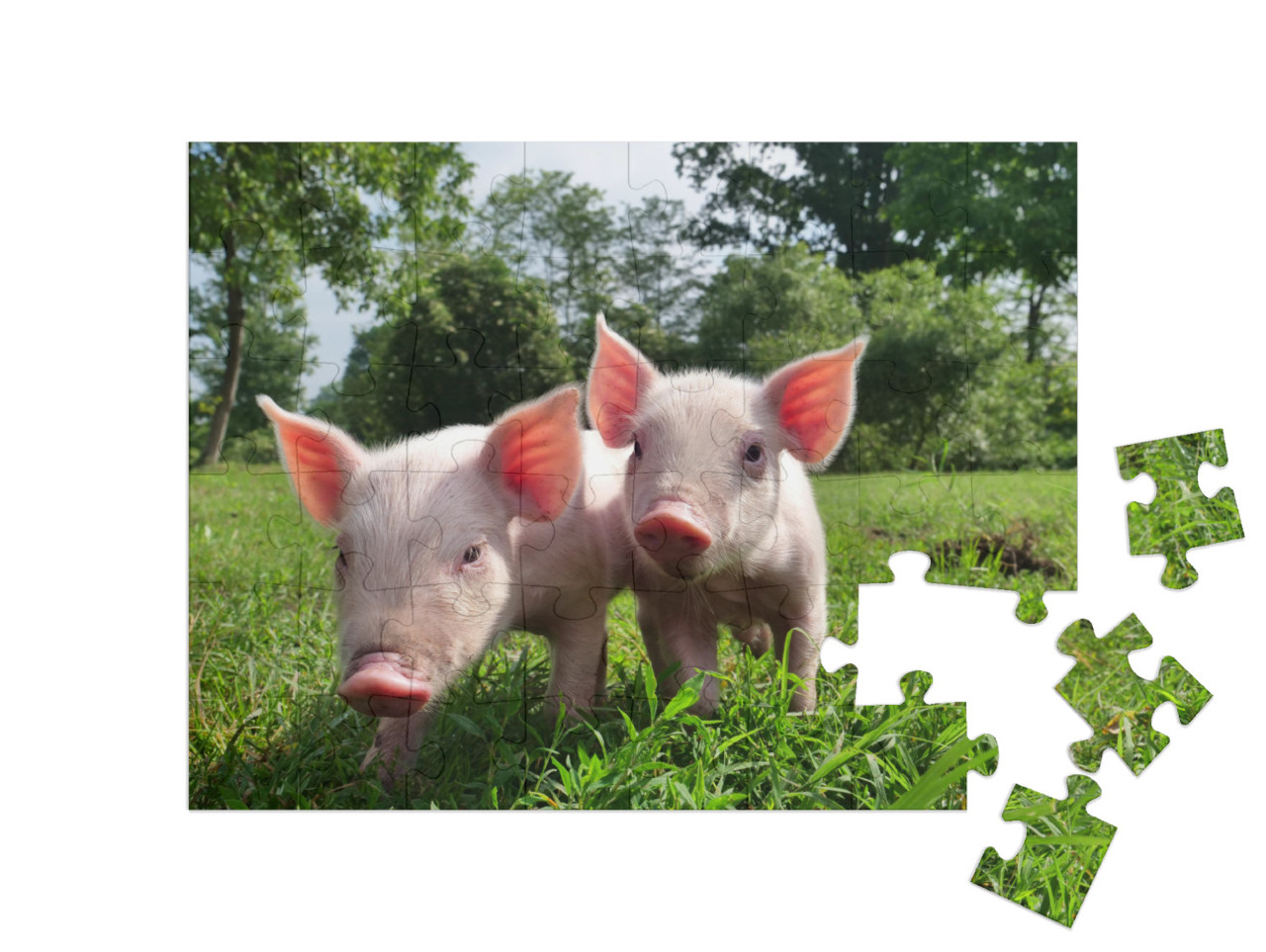 Puzzel 48 stukjes „Twee biggetjes op een groene weide“