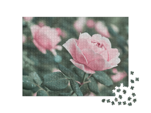 Puzzel 1000 stukjes „Roze rozen in de natuur“