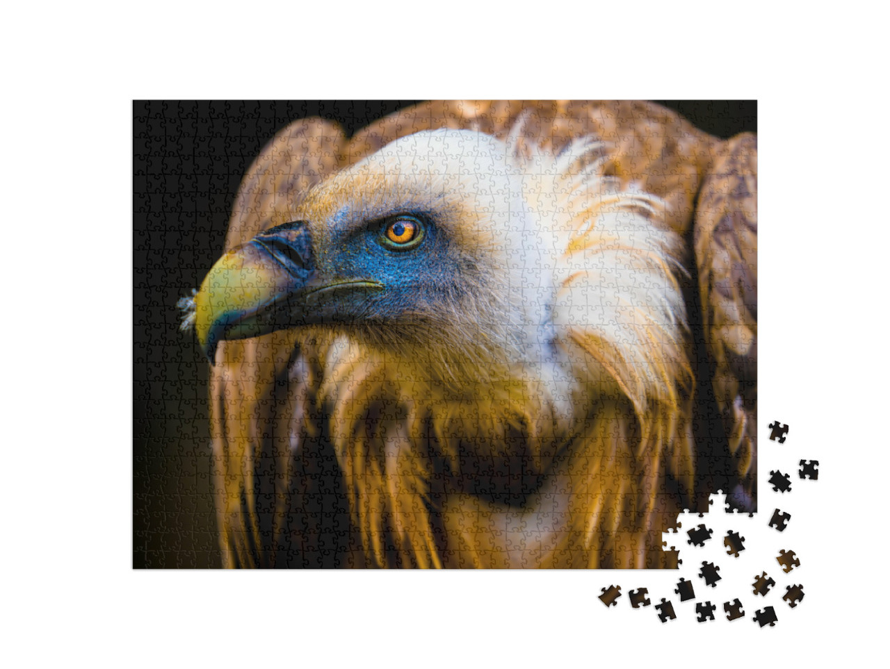 Puzzel 1000 stukjes „Portret van een jonge gier“