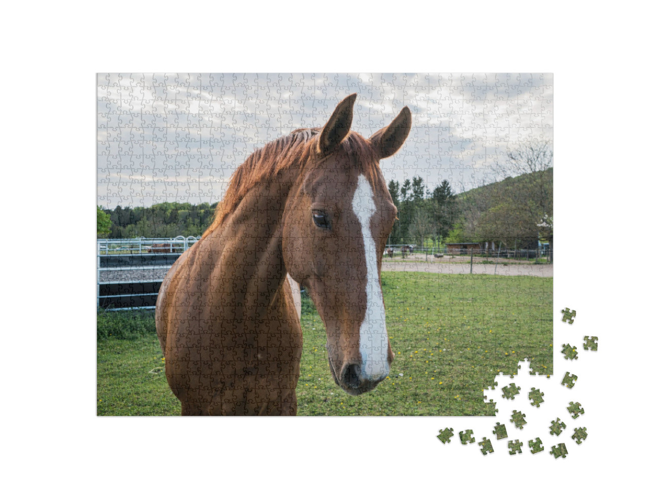 Puzzel 1000 stukjes „Close-up van een bruin paard met witte bleekheid“