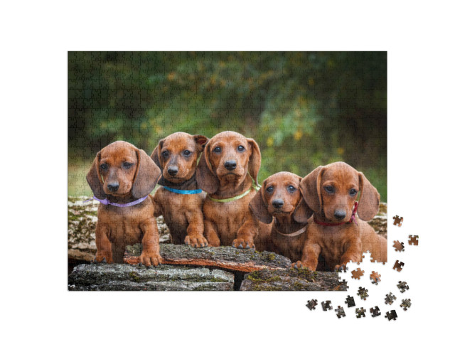 Puzzel 1000 stukjes „Teckelpuppy's zijn schattige dieren“