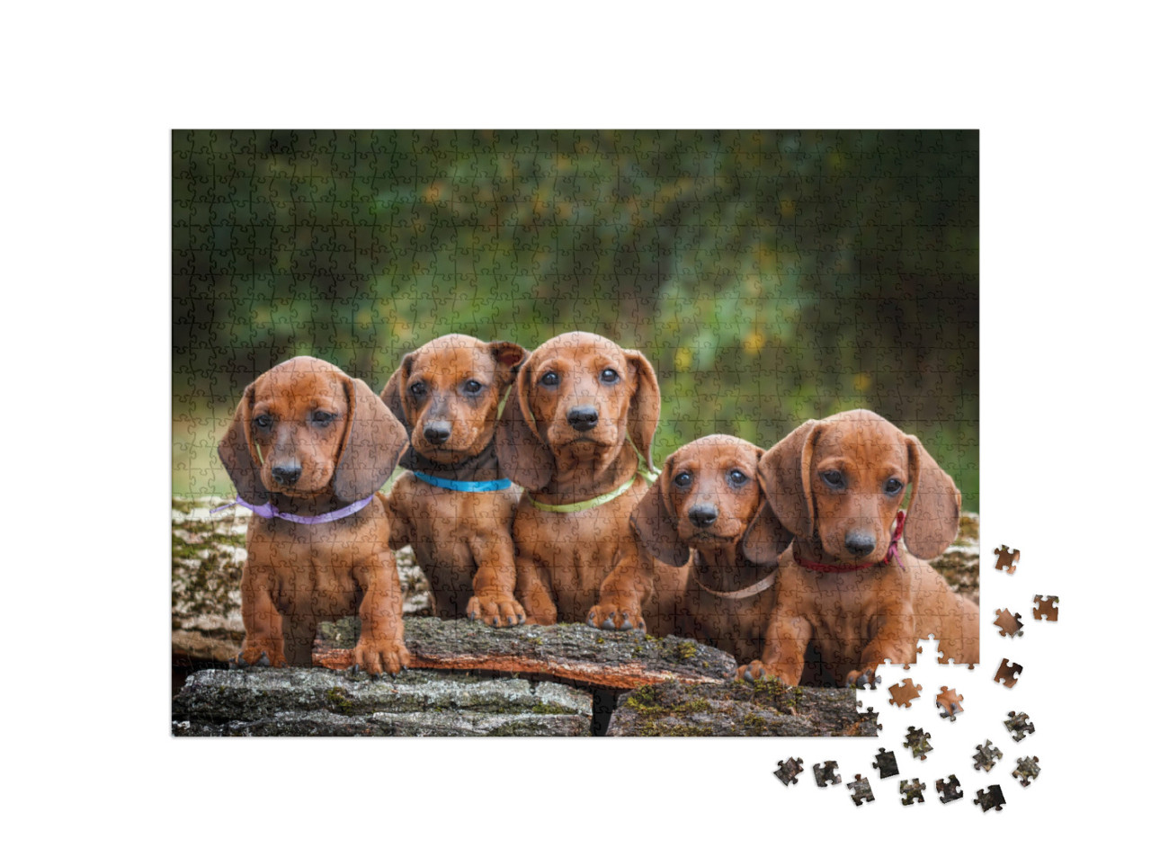 Puzzel 1000 stukjes „Teckelpuppy's zijn schattige dieren“