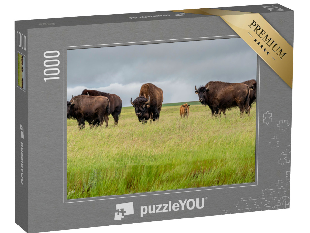 Puzzel 1000 stukjes „Een kudde prairiebizons met een kalf, Canada“