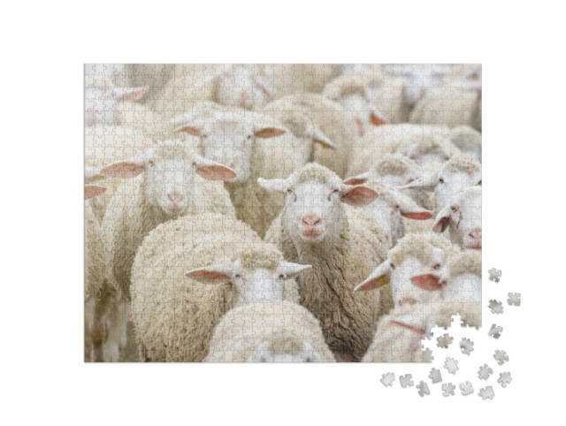 Puzzel 1000 stukjes „Een kudde schapen“