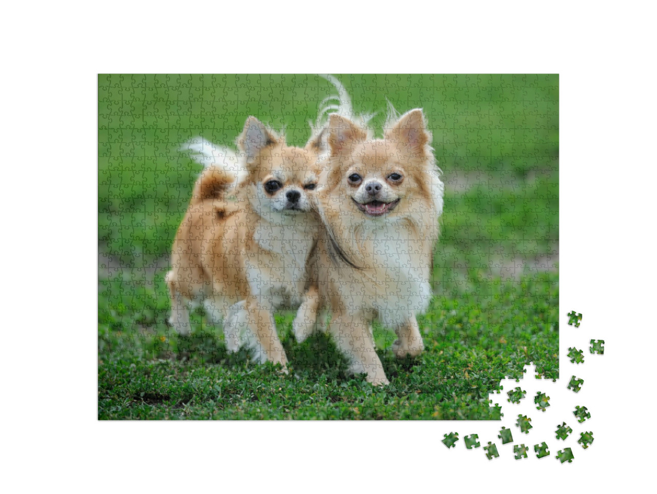 Puzzel 1000 stukjes „Twee langharige Chihuahua-honden in het groene zomergras“