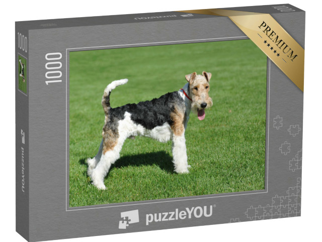 Puzzel 1000 stukjes „Draadharige Fox Terrier“