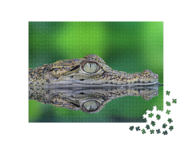 Puzzel 1000 stukjes „Krokodil met reflectie“