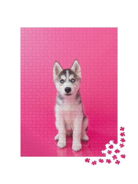 Puzzel 1000 stukjes „Husky puppy voor een roze achtergrond“