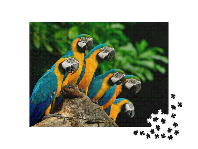 Puzzel 1000 stukjes „Veel blauw met gele of blauw met gouden ara's op een boomstam“