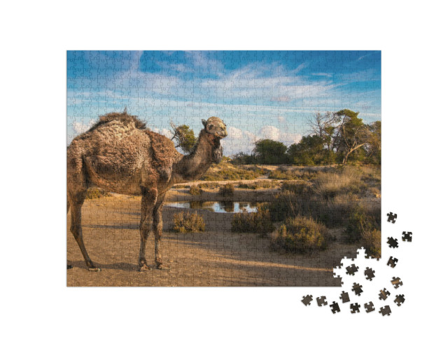 Puzzel 1000 stukjes „Een ruige dromedaris bij een waterpoel“