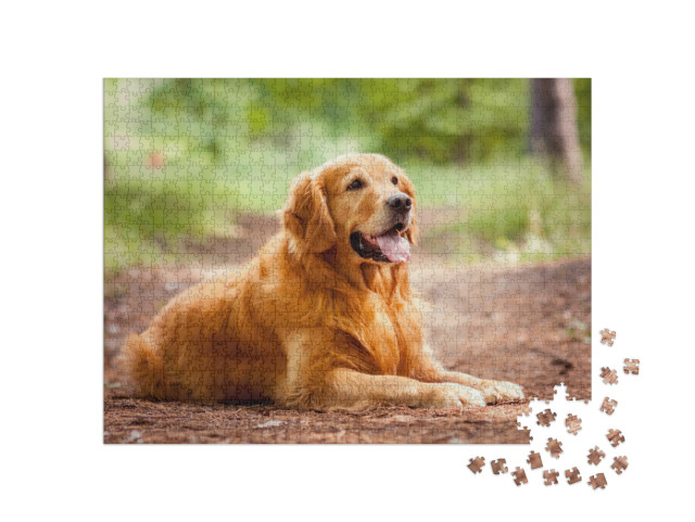 Puzzel 1000 stukjes „Portret van een Golden Retriever“