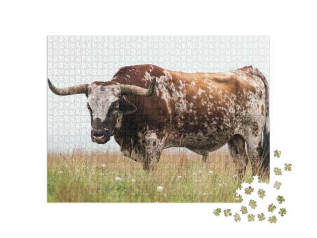 Puzzel 1000 stukjes „Texaanse boktorstier in het Wichita Mountains National Wildlife Refuge, Oklahoma“