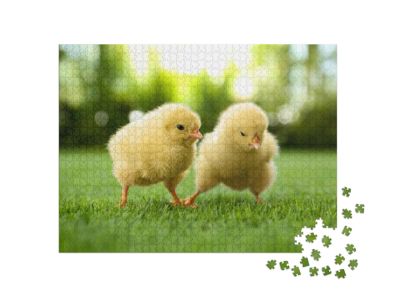 Puzzel 1000 stukjes „Twee pluizige kuikens op een groene weide“