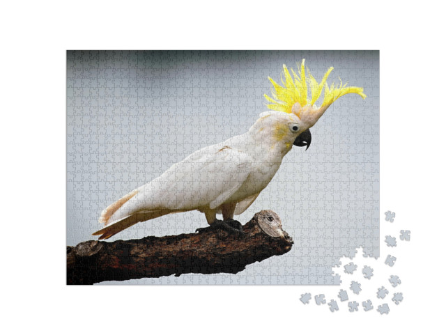 Puzzel 1000 stukjes „Kaketoe“