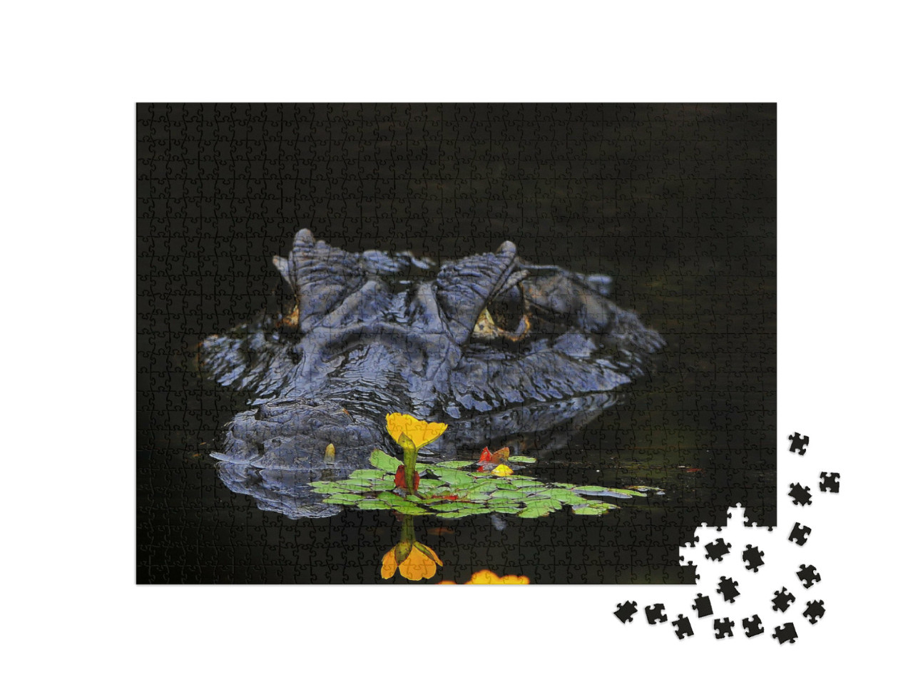 Puzzel 1000 stukjes „Kaaimannen zijn krokodillen“