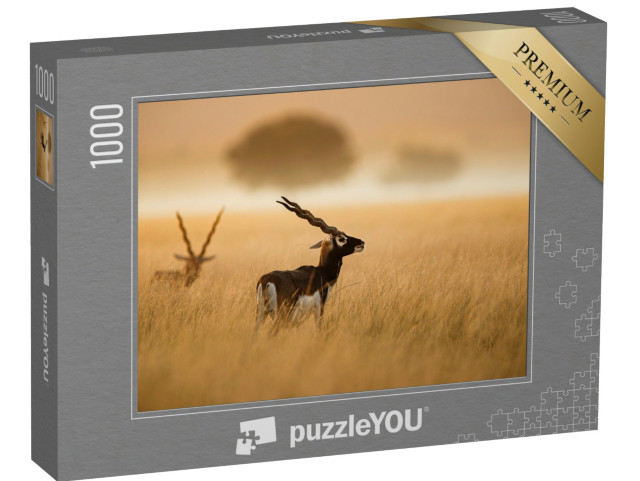 Puzzel 1000 stukjes „Een Indiase zwarte bok uit Tal Chappar Rajashthan“