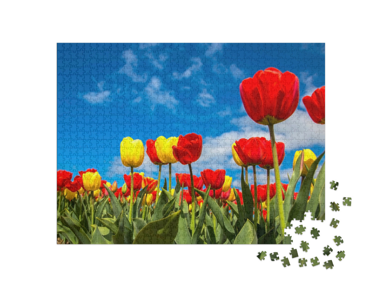 Puzzel 1000 stukjes „Kleurrijke tulpenvelden in de lente met een blauwe lucht“