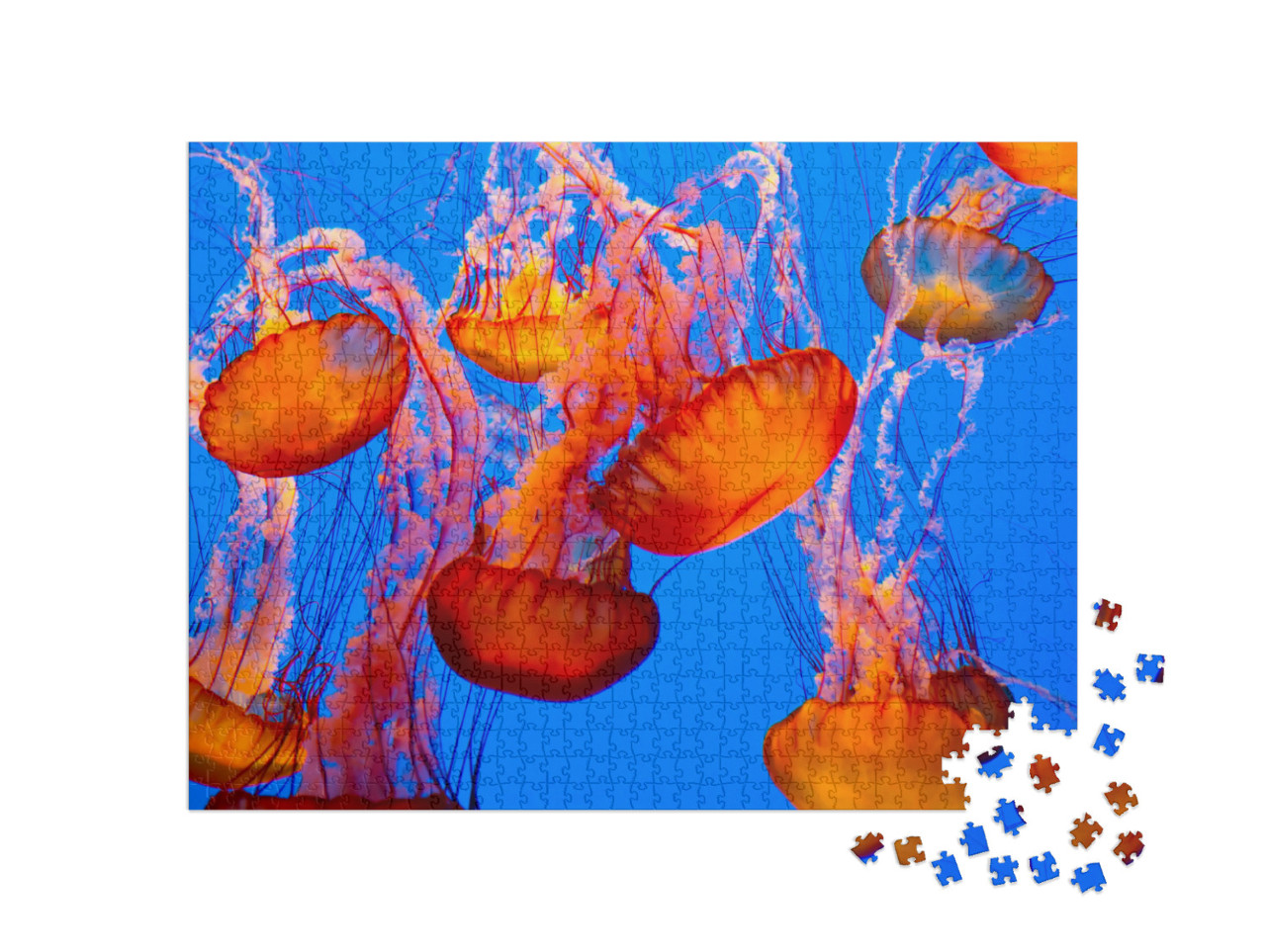 Puzzel 1000 stukjes „Spectaculaire oranje kwal“