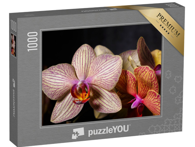 Puzzel 1000 stukjes „Prachtige geel-roze orchidee bloem in close-up“