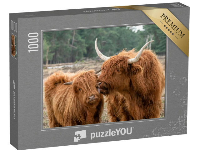 Puzzel 1000 stukjes „Schotse Hooglandrunderen met kalf“