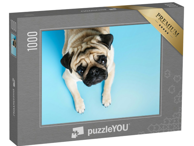 Puzzel 1000 stukjes „Beige mopshond met een vertrouwenwekkende blik“