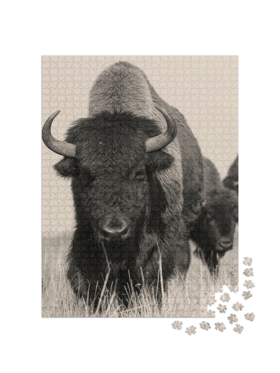 Puzzel 1000 stukjes „Amerikaanse bizon of buffel“