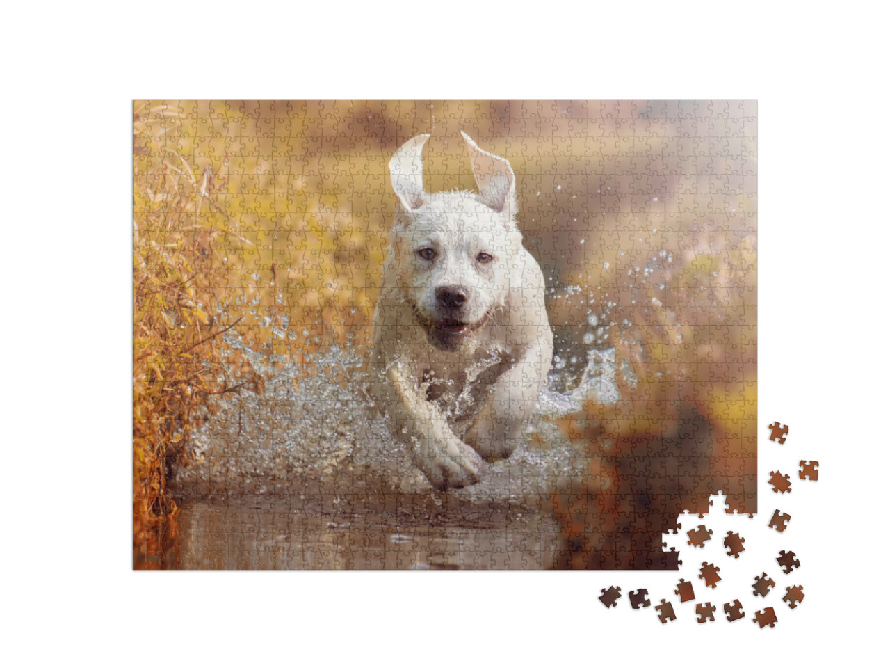 Puzzel 1000 stukjes „Jonge Labrador speelt in de beek“