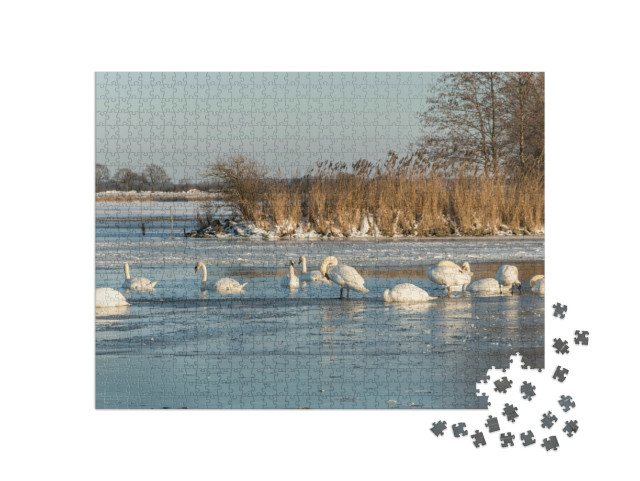 Puzzel 1000 stukjes „Zwanen zwemmen in een gat in het ijs van het bevroren Veluwemeer bij Nunspeet“