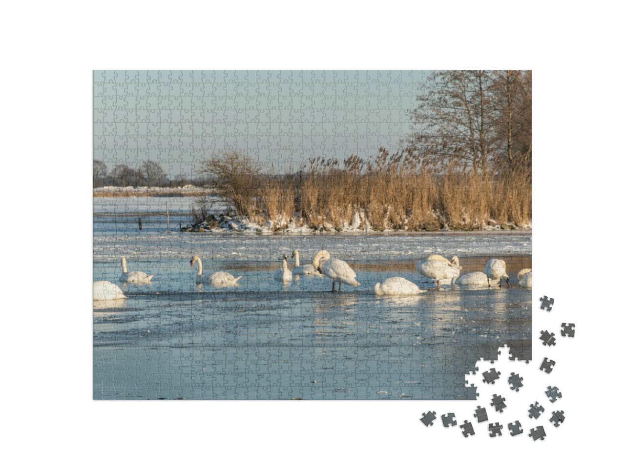 Puzzel 1000 stukjes „Zwanen zwemmen in een gat in het ijs van het bevroren Veluwemeer bij Nunspeet“