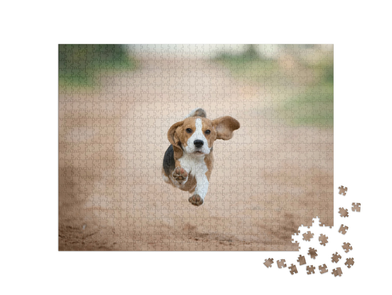 Puzzel 1000 stukjes „Een beagle puppy in de achtertuin“