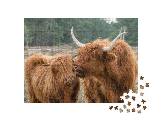 Puzzel 1000 stukjes „Schotse Hooglandrunderen met kalf“