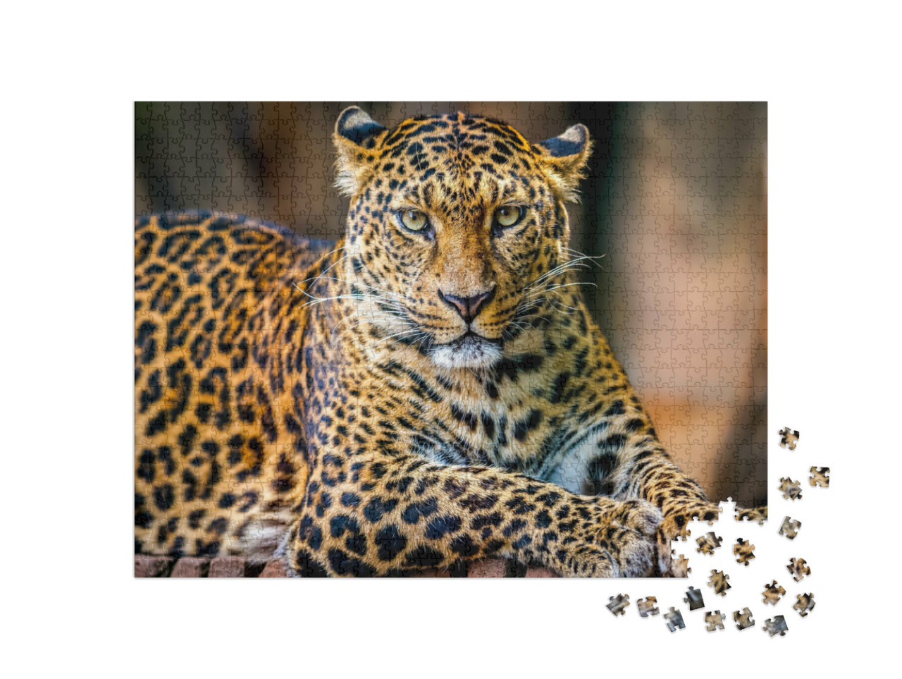 Puzzel 1000 stukjes „Portret van een luipaard“