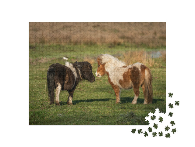 Puzzel 1000 stukjes „Shetlandpony's op de weiden van Limburg, Nederland“