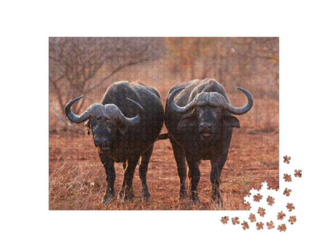 Puzzel 1000 stukjes „Afrikaanse buffel, Kaapse buffel, Kruger Nationaal Park, Zuid-Afrika“