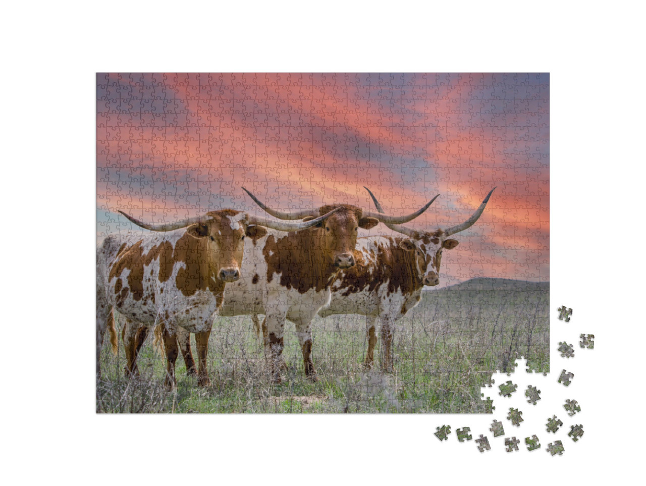 Puzzel 1000 stukjes „Texas longhorn vee op een weide in de Oklahoma Panhandle“