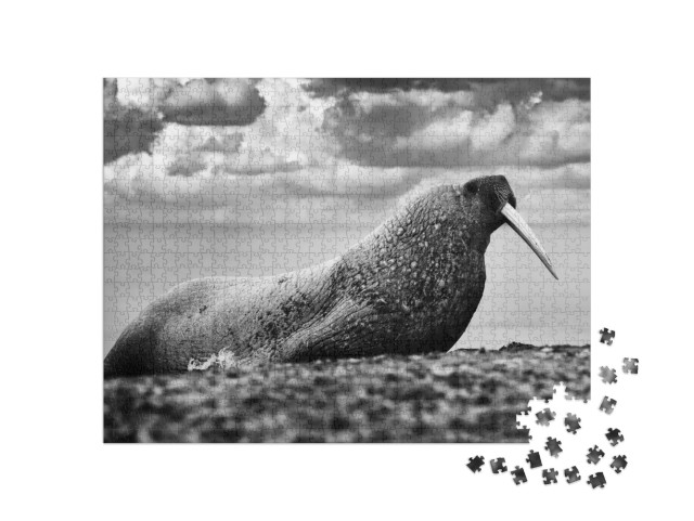 Puzzel 1000 stukjes „Walrus op een zandstrand op Spitsbergen, Noorwegen“