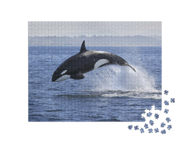 Puzzel 1000 stukjes „Orcinus orka, orka, springt uit het water“