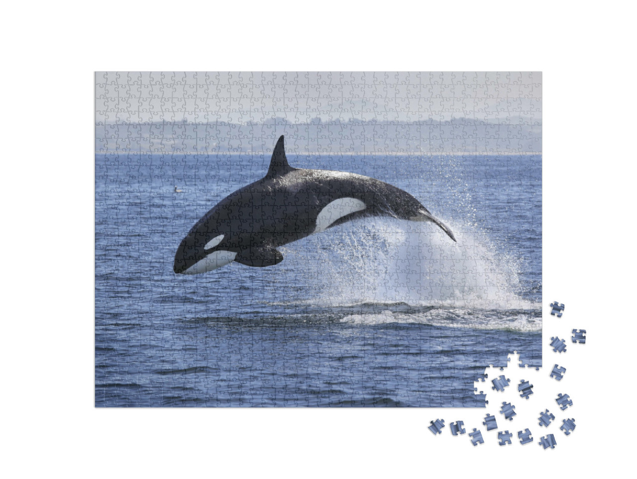 Puzzel 1000 stukjes „Orcinus orka, orka, springt uit het water“