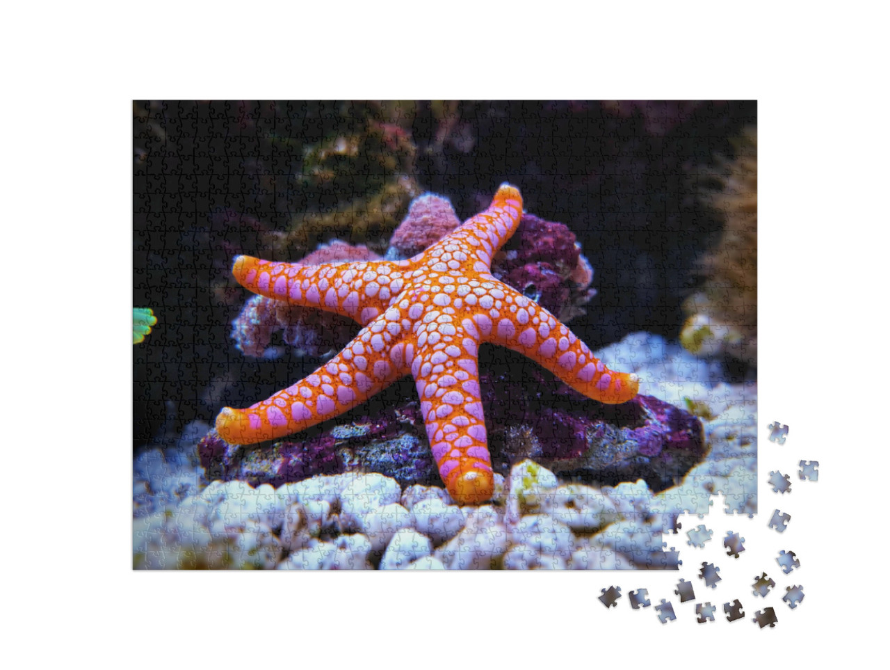 Puzzel 1000 stukjes „De witgevlekte, oranje Fromia-zeester“