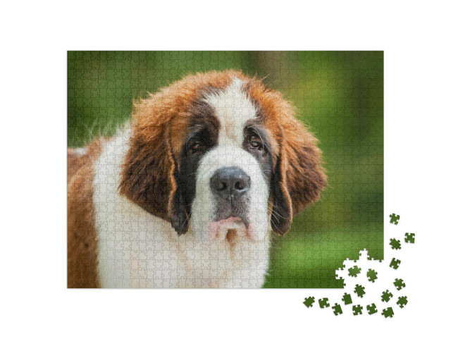 Puzzel 1000 stukjes „Portret van een sint-bernard puppy“