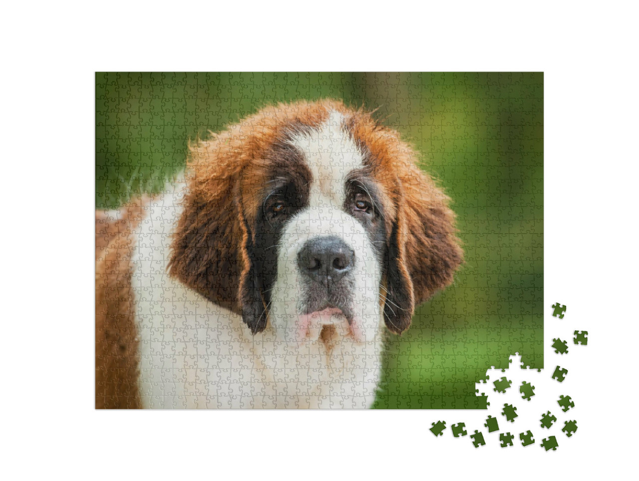 Puzzel 1000 stukjes „Portret van een sint-bernard puppy“