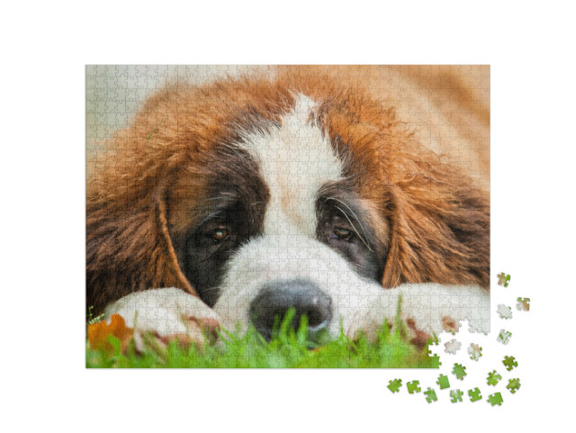 Puzzel 1000 stukjes „Portret van een sint-bernard puppy in het gras“