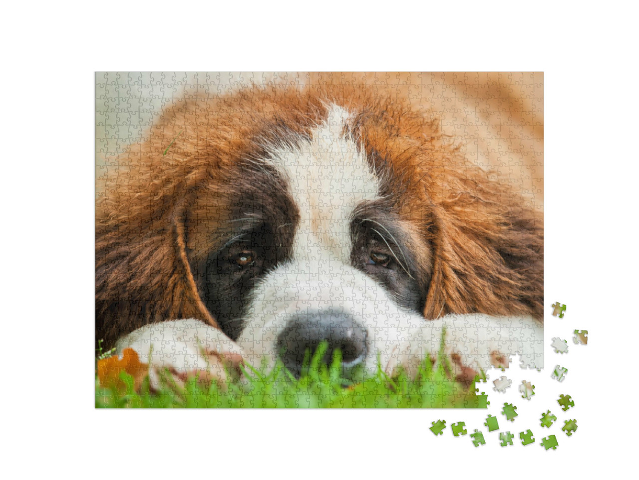 Puzzel 1000 stukjes „Portret van een sint-bernard puppy in het gras“