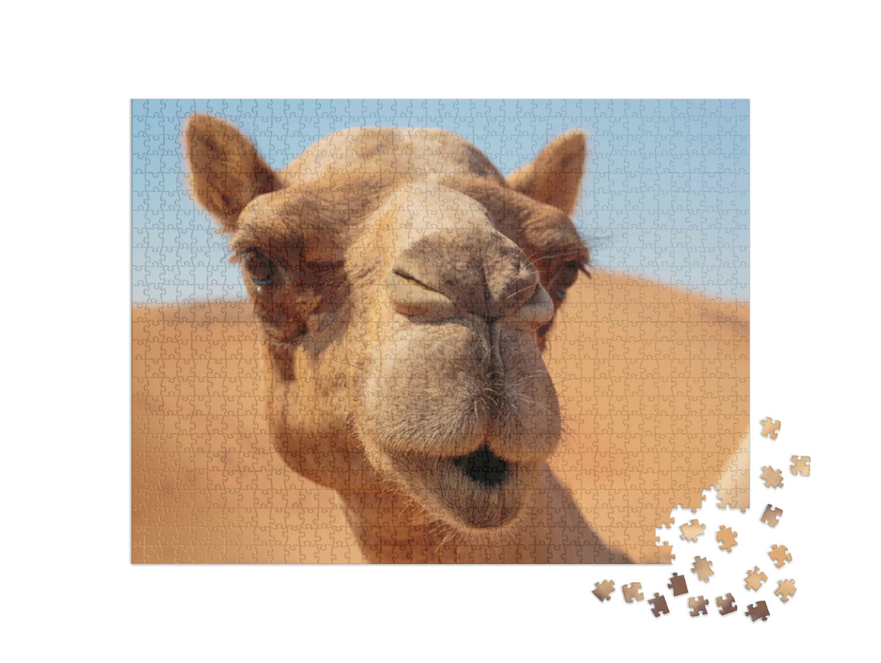 Puzzel 1000 stukjes „Een vriendelijke kameel in de woestijn“
