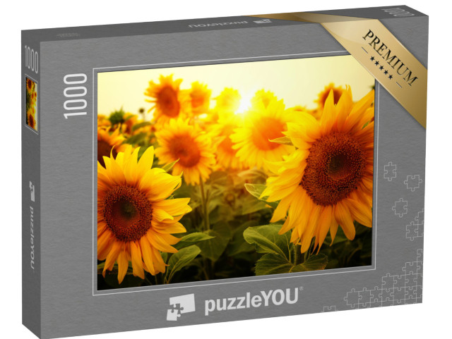 Puzzel 1000 stukjes „Een veld zonnebloemen in de zon“