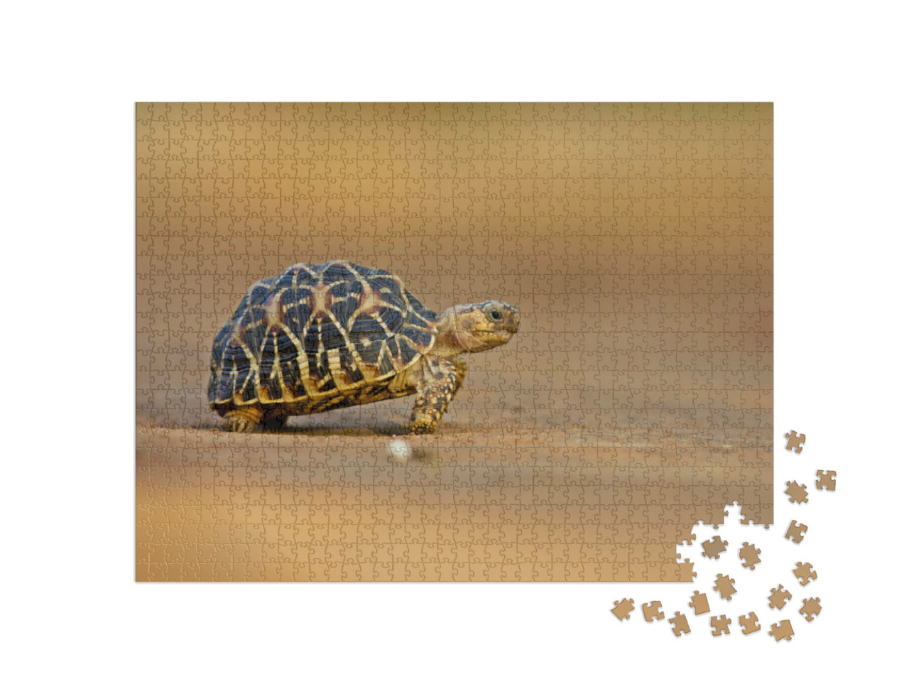 Puzzel 1000 stukjes „Indische sterschildpad“