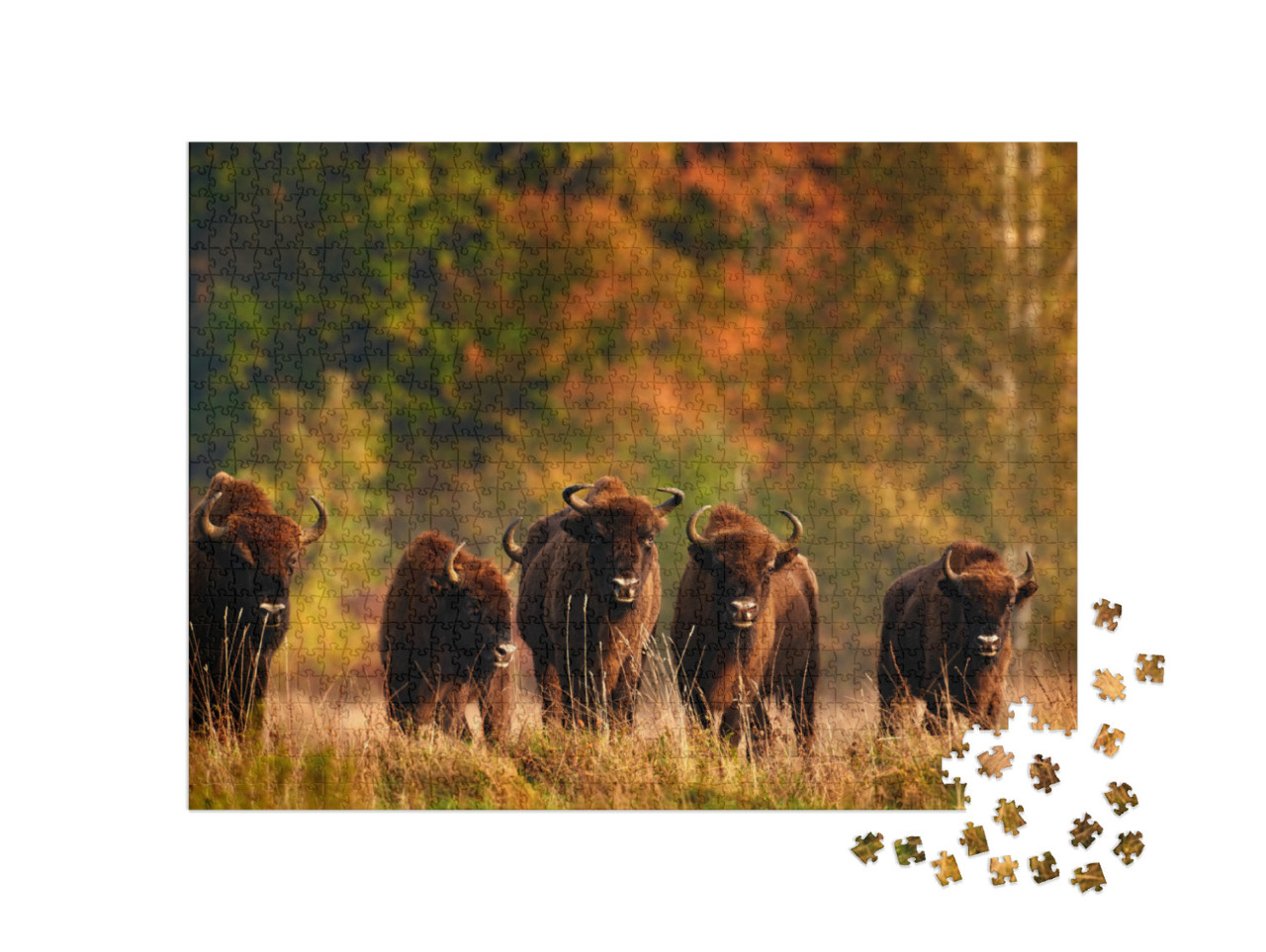 Puzzel 1000 stukjes „Herfstbos met weidekudde in Polen“